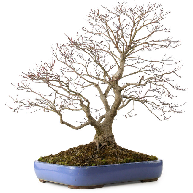 Acer palmatum, 66 cm, ± 35 años, con un nebari de 18 cm, en una maceta rota.