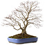 Acer palmatum, 66 cm, ± 35 years old, with a nebari of 18 cm, in a broken pot