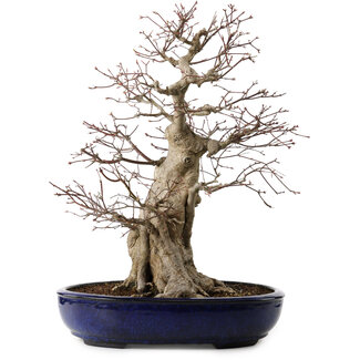 Acer palmatum, 60 cm, ± 25 Jahre alt