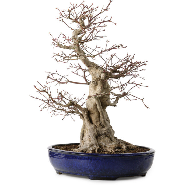 Acer palmatum, 60 cm, ca. 25 Jahre alt, mit einem Wurzelhals von 30 cm