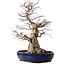 Acer palmatum, 60 cm, ± 25 anni, con nebari di 30 cm