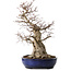 Acer palmatum, 60 cm, ± 25 anni, con nebari di 30 cm