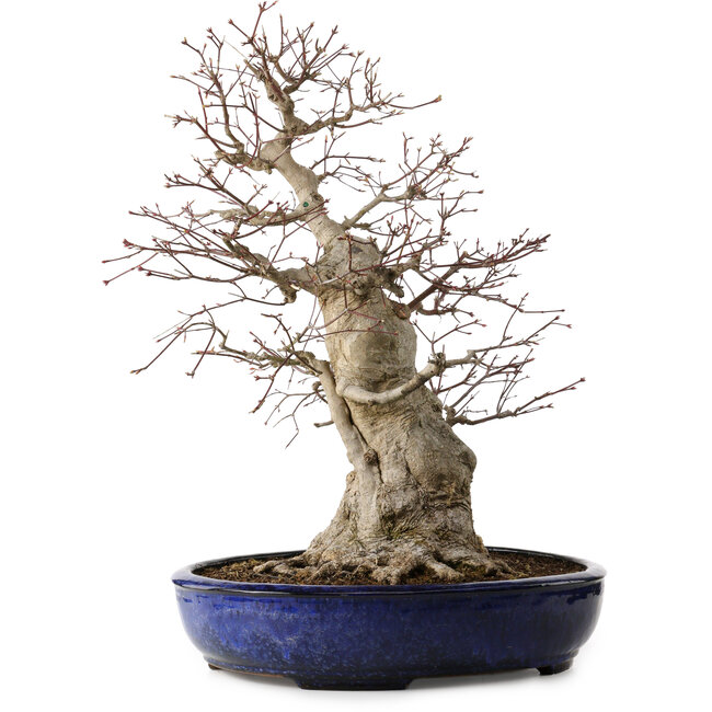Acer palmatum, 60 cm, ca. 25 Jahre alt, mit einem Wurzelhals von 30 cm