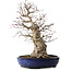 Acer palmatum, 60 cm, ± 25 years old, with a nebari of 30 cm