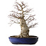 Acer palmatum, 60 cm, ± 25 ans, avec un nebari de 30 cm