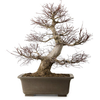 Acer palmatum, 65 cm, ± 30 Jahre alt