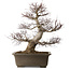 Acer palmatum, 65 cm, ± 30 years old, with a nebari of 20 cm