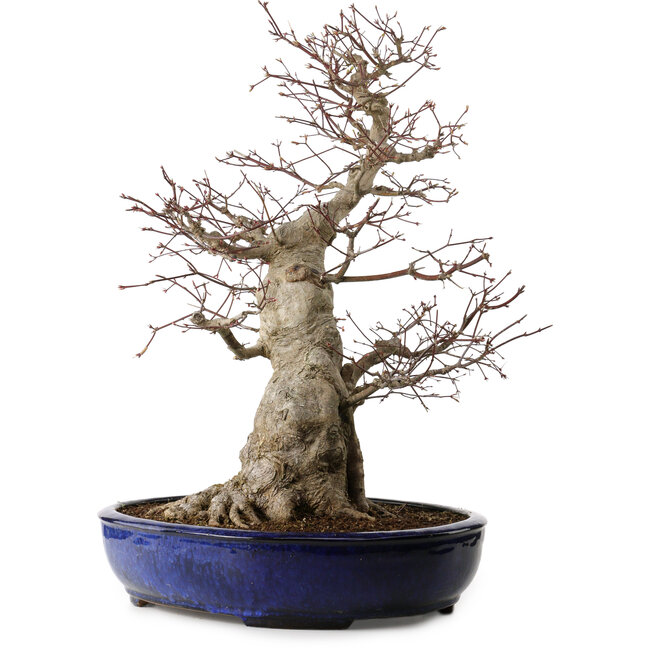 Acer palmatum, 60 cm, ca. 25 Jahre alt, mit einem Wurzelhals von 30 cm