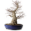 Acer palmatum, 60 cm, ± 25 ans, avec un nebari de 30 cm
