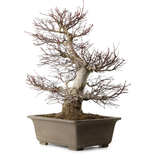 Acer palmatum, 65 cm, ± 30 anni, con nebari di 20 cm