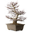 Acer palmatum, 65 cm, ± 30 anni, con nebari di 20 cm