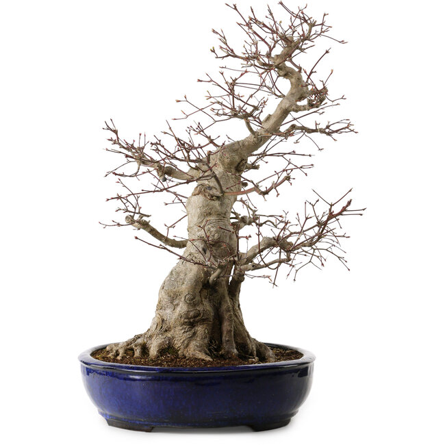 Acer palmatum, 60 cm, ca. 25 Jahre alt, mit einem Wurzelhals von 30 cm