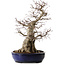 Acer palmatum, 60 cm, ± 25 años, con un nebari de 30 cm