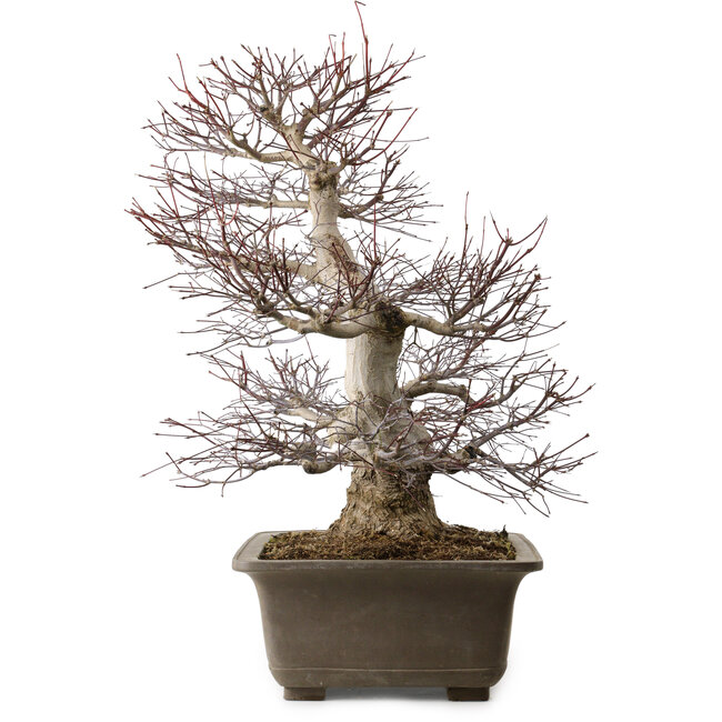 Acer palmatum, 65 cm, ± 30 años, con un nebari de 20 cm