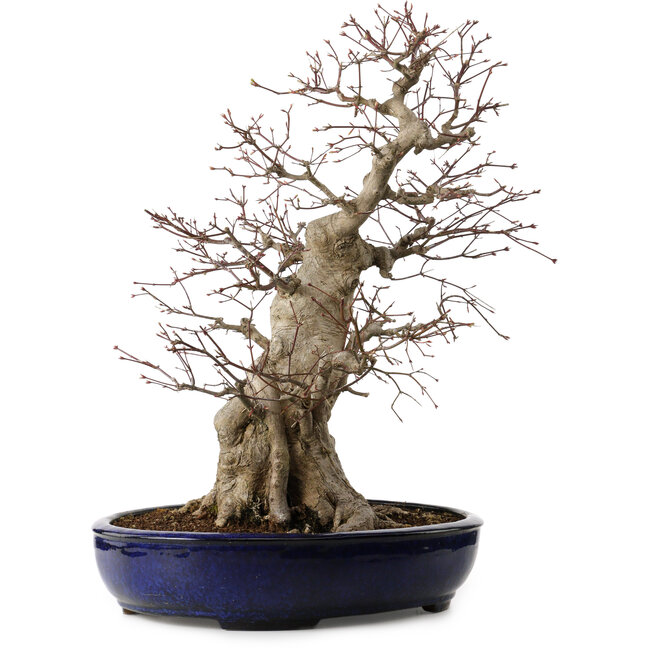 Acer palmatum, 60 cm, ca. 25 Jahre alt, mit einem Wurzelhals von 30 cm