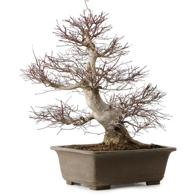 Acer palmatum, 65 cm, ± 30 ans, avec un nebari de 20 cm