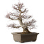 Acer palmatum, 65 cm, ± 30 años, con un nebari de 20 cm