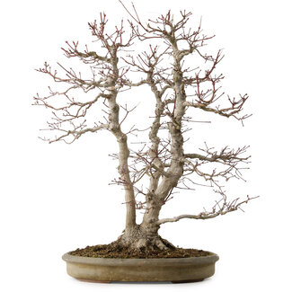 Acer palmatum, 61 cm, ± 30 years old