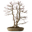 Acer palmatum, 61 cm, ± 30 years old, with a nebari of 20 cm