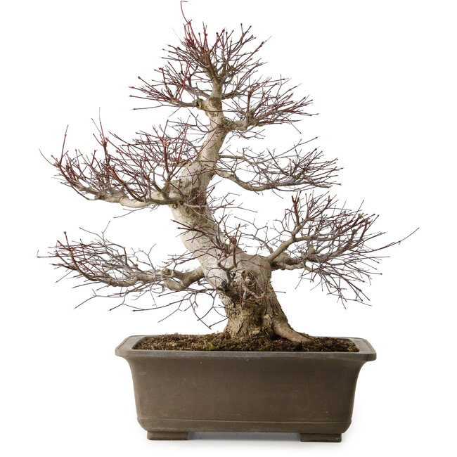 Acer palmatum, 65 cm, ± 30 años, con un nebari de 20 cm