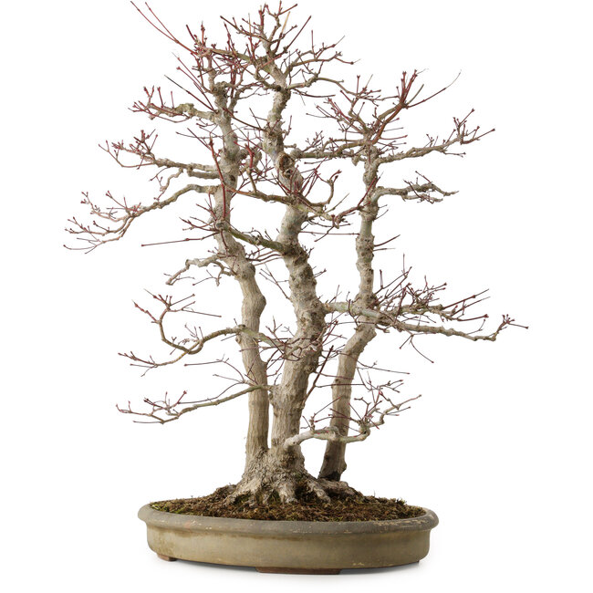 Acer palmatum, 61 cm, ± 30 años, con un nebari de 20 cm