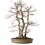 Acer palmatum, 61 cm, ± 30 años, con un nebari de 20 cm