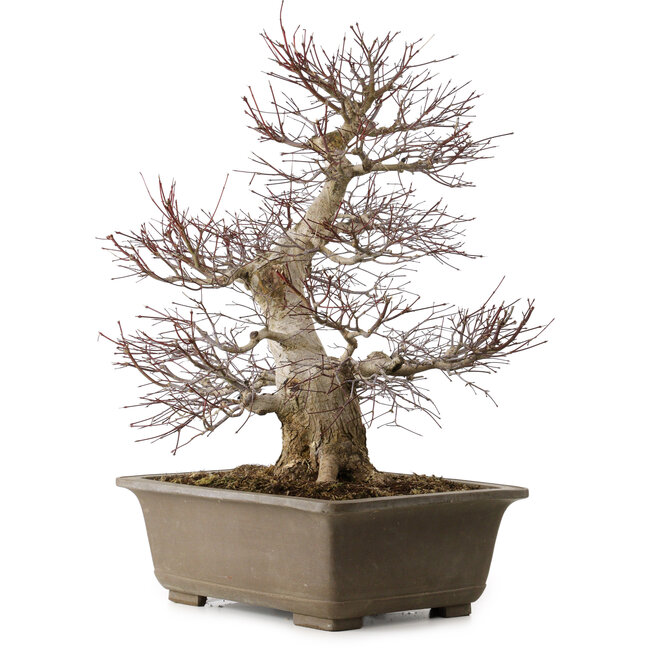 Acer palmatum, 65 cm, ± 30 years old, with a nebari of 20 cm