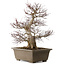 Acer palmatum, 65 cm, ca. 30 Jahre alt, mit einem Wurzelhals von 20 cm