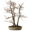 Acer palmatum, 61 cm, ± 30 años, con un nebari de 20 cm
