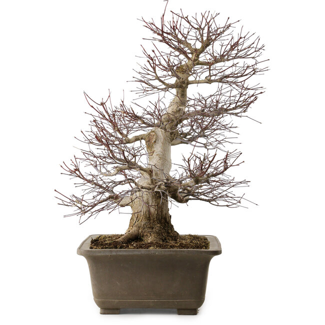 Acer palmatum, 65 cm, ± 30 anni, con nebari di 20 cm
