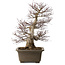 Acer palmatum, 65 cm, ± 30 ans, avec un nebari de 20 cm