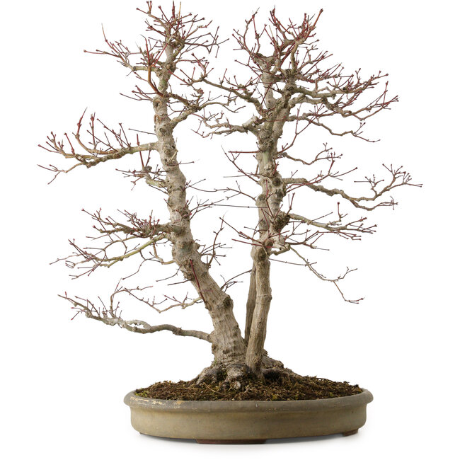 Acer palmatum, 61 cm, ± 30 anni, con nebari di 20 cm