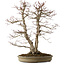 Acer palmatum, 61 cm, ca. 30 Jahre alt, mit einem Wurzelhals von 20 cm