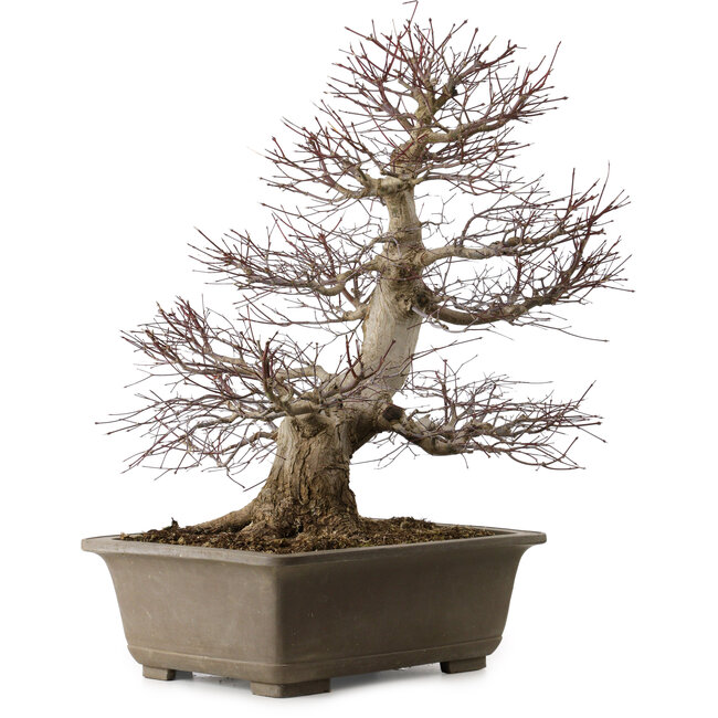 Acer palmatum, 65 cm, ± 30 years old, with a nebari of 20 cm