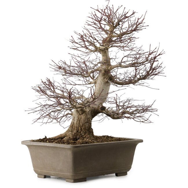 Acer palmatum, 65 cm, ca. 30 Jahre alt, mit einem Wurzelhals von 20 cm
