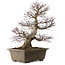 Acer palmatum, 65 cm, ca. 30 Jahre alt, mit einem Wurzelhals von 20 cm