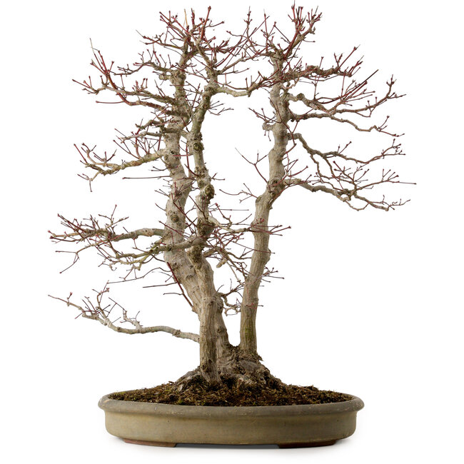 Acer palmatum, 61 cm, ± 30 years old, with a nebari of 20 cm