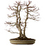 Acer palmatum, 61 cm, ca. 30 Jahre alt, mit einem Wurzelhals von 20 cm