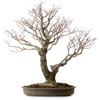 Acer palmatum Arakawa, 60 cm, ± 30 years old