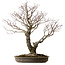 Acer palmatum Arakawa, 60 cm, ca. 30 Jahre alt, mit einem Wurzelhals von 28 cm
