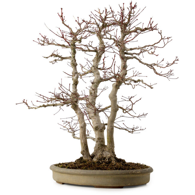 Acer palmatum, 61 cm, ± 30 ans, avec un nebari de 20 cm