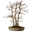Acer palmatum, 61 cm, ca. 30 Jahre alt, mit einem Wurzelhals von 20 cm