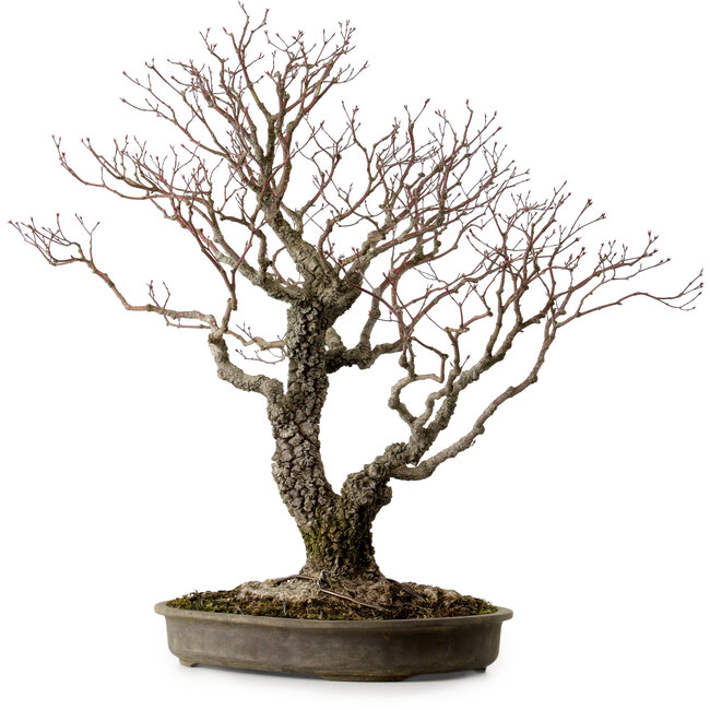 Acer palmatum Arakawa, 60 cm, ca. 30 Jahre alt, mit einem Wurzelhals von 28 cm