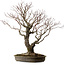 Acer palmatum Arakawa, 60 cm, ± 30 years old, with a nebari of 28 cm