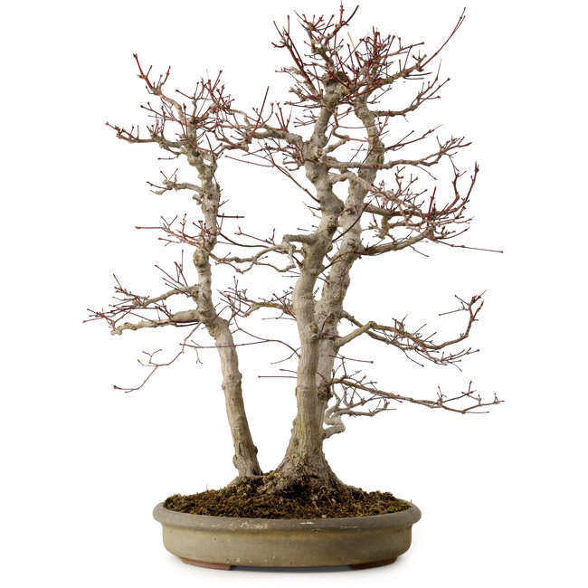 Acer palmatum, 61 cm, ca. 30 Jahre alt, mit einem Wurzelhals von 20 cm