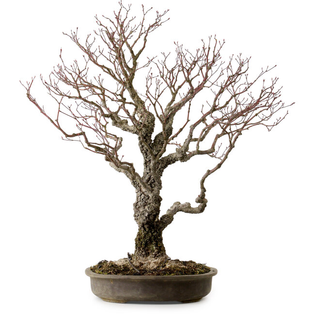 Acer palmatum Arakawa, 60 cm, ± 30 ans, avec un nebari de 28 cm