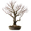Acer palmatum Arakawa, 60 cm, ± 30 ans, avec un nebari de 28 cm
