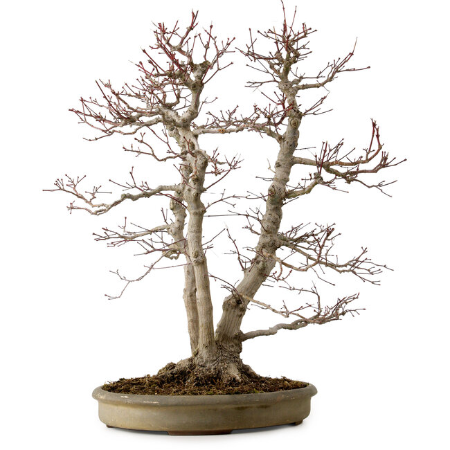 Acer palmatum, 61 cm, ± 30 años, con un nebari de 20 cm