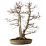 Acer palmatum, 61 cm, ± 30 years old, with a nebari of 20 cm