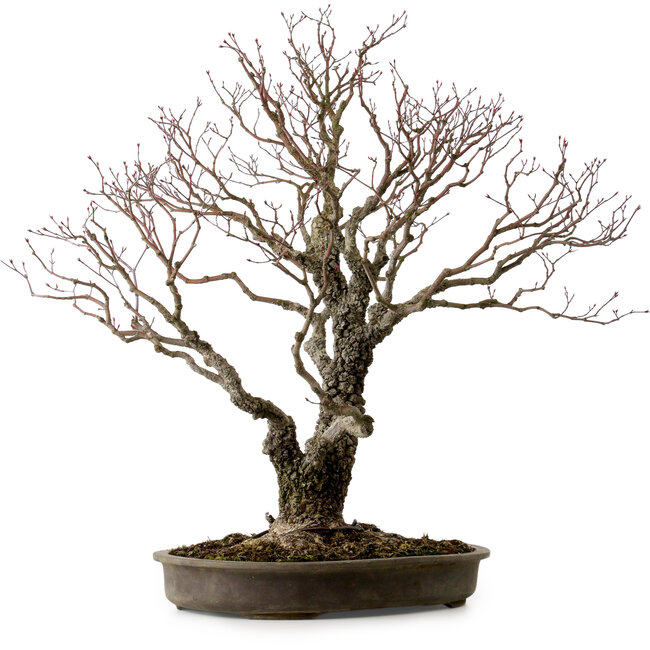 Acer palmatum Arakawa, 60 cm, ± 30 años, con un nebari de 28 cm.